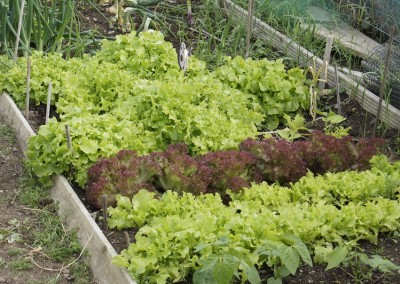 Beech Hill Allotments Lettuce