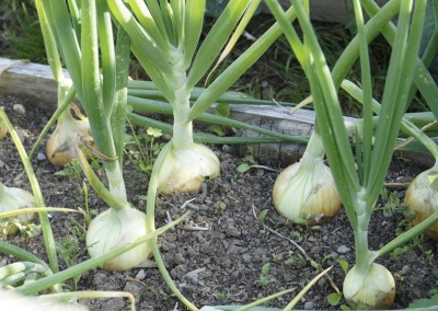 Wicklow Allotments Onions Ready For Eating