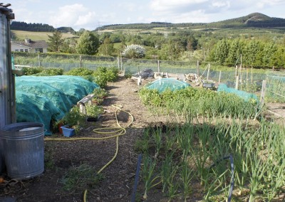 Wicklow Allotments Pefect Peace