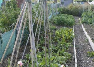 Wicklow Allotments Ready For Growth