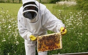 Bee Keeping Course
