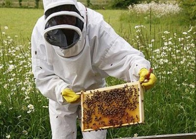 Bee Keeping Course