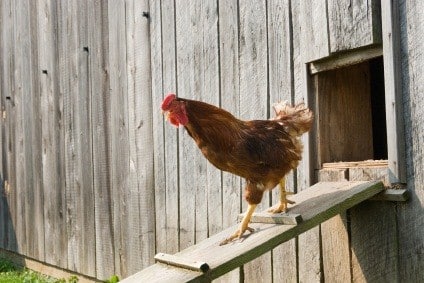 Rooster Walking From Henhouse