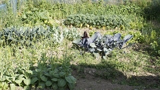 Dublin Allotment Cabbage