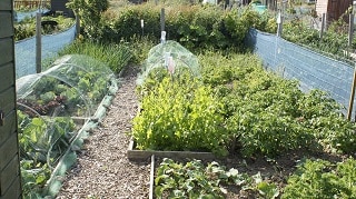 Dublin Allotment Patch